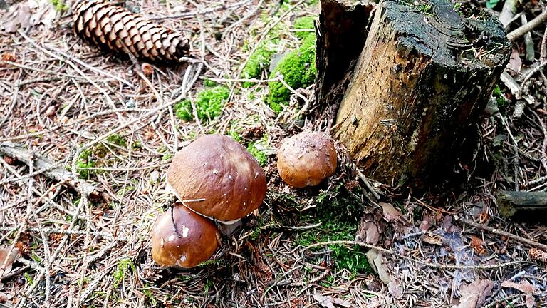 Der Herbst&nbsp;leitet die Jahreszeit der Pilze ein. Sie wachsen im Unterholz und an toten Bäumen.