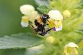 247 Wildbienen- und andere Insektenarten hat ein Forschungsteam der Uni Würzburg in Dörfern in Mainfranken und der Rhön gezählt. Die Garten-Hummel, Bombus hortorum, ist eine von ihnen.