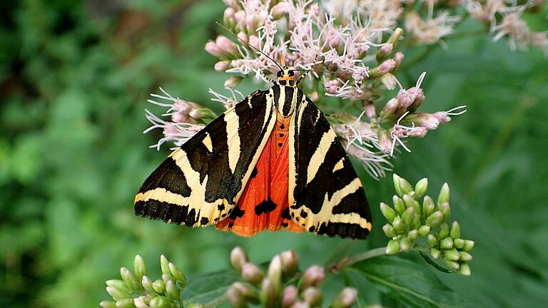 Die Schmetterlingsart „Spanische Flagge“ ist ein Indikator für eine Gegend mit hoher Biodiversität.