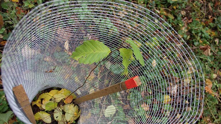 Neue Pflänzchen der Sennfelder Flatterulme müssen aufgrund des hohen Wildverbisses mit einer Einzäunung geschützt werden.