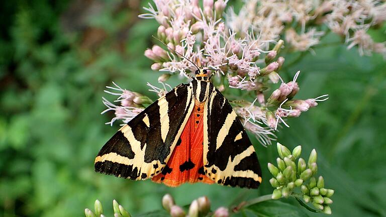 Die Schmetterlingsart 'Spanische Flagge' ist ein Indikator für eine Gegend mit hoher Biodiversität.