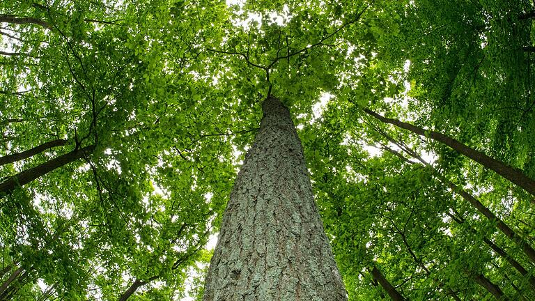 Derzeit stimmen die Kommunen im Naturpark Spessart über die Biosphärenregion Spessart ab. Eine Mehrheit ist bislang dabei, es gibt aber auch Ablehnung.